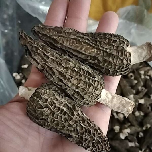 羊肚菌 春干货7一10厘米菌盖精品纯电风干，