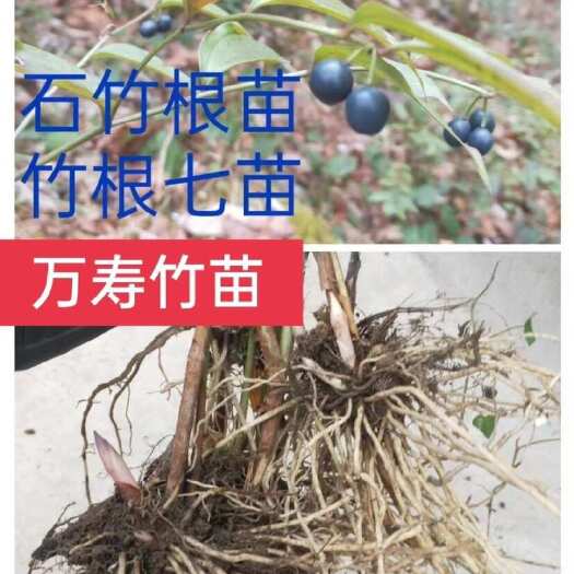 重庆市万寿竹苗白龙须苗竹叶七苗石竹根苗竹节参苗百尾笋小竹根倒绿植苗