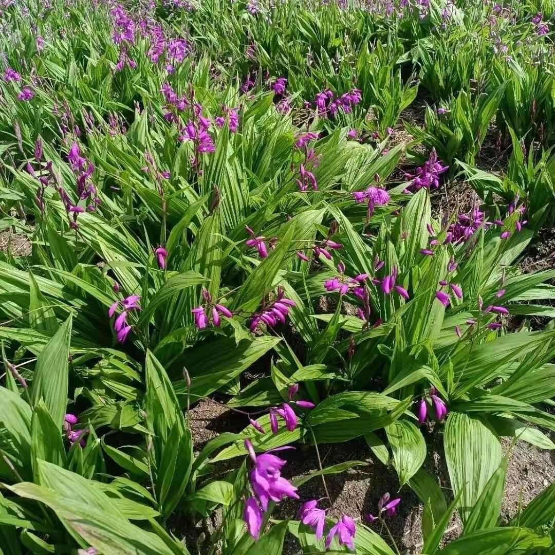 白芨种苗批发，白芨种块儿批发