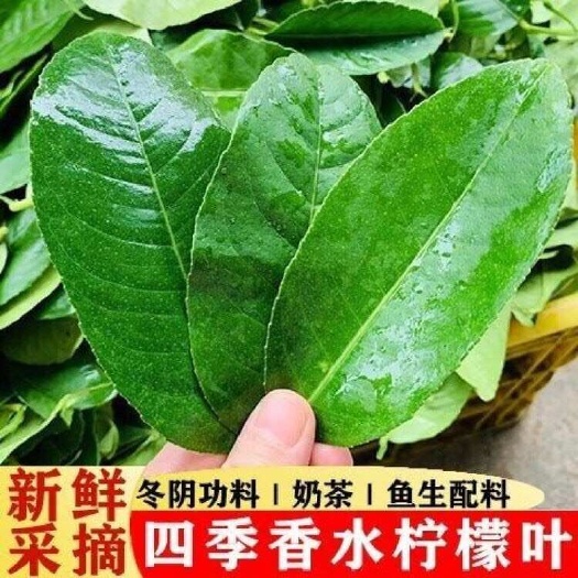 【果园现摘直发】新鲜香水柠檬叶鱼生切丝西餐｜香料｜调料｜配料