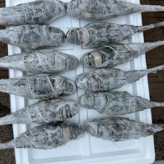东兴市越南冷冻小青龙干冰