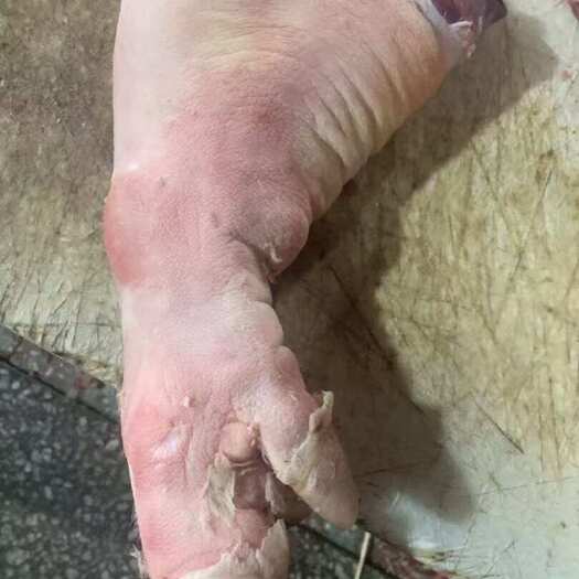 广州猪脚猪手