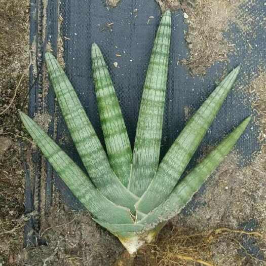 漳州佛手虎皮兰大老庄