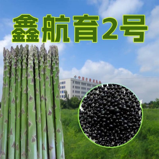 鑫航育2号F1 原种一代芦笋种子 笋相优良粗细均匀 高产稳产