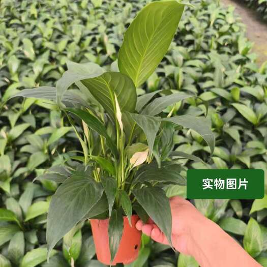 漳州120白掌