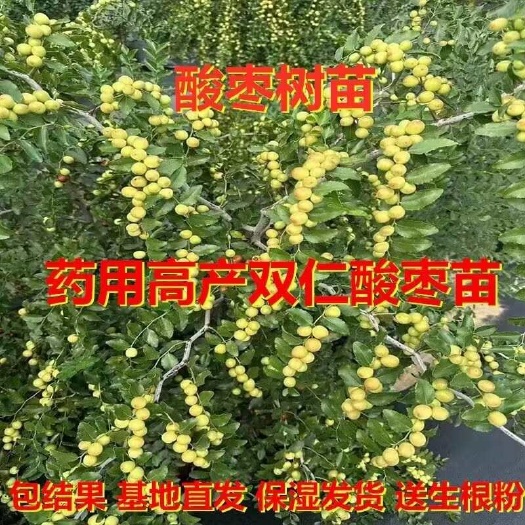 绛县晋酸3号药用双仁酸枣苗枣树苗药用酸枣树苗当年结果