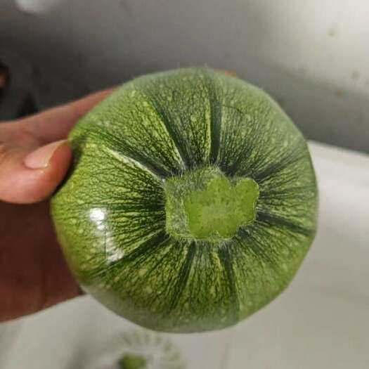 西葫芦