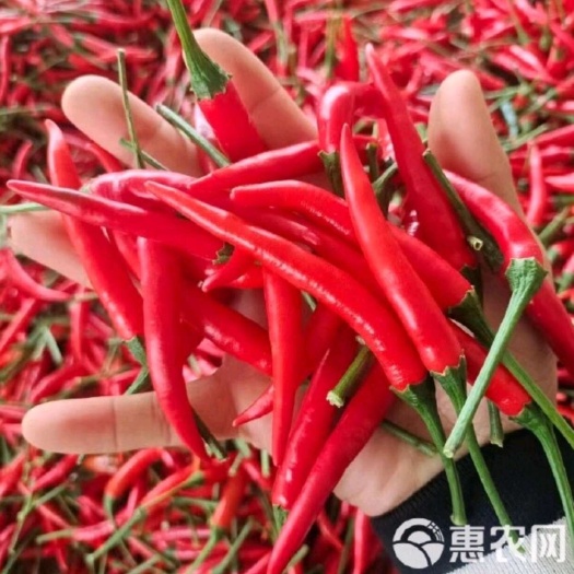 化州市小米椒