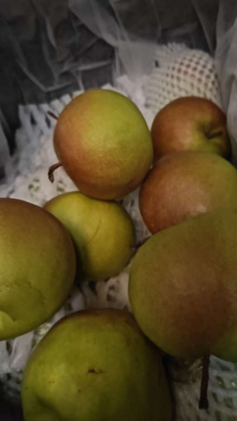 白水玉露香梨基地供应