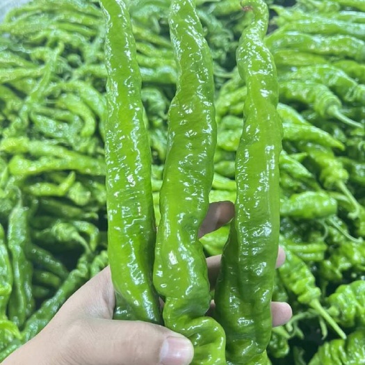 各种辣椒、蔬菜