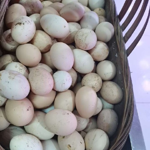 昆明土鸡蛋  精品土蛋