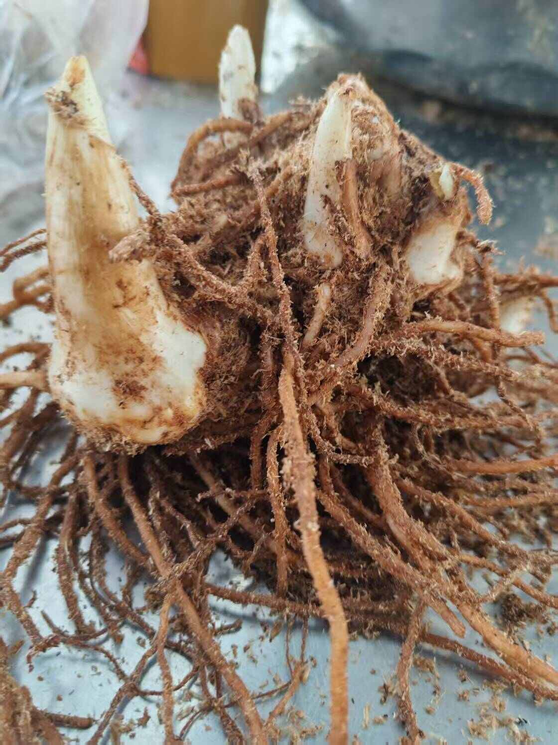白芨种苗批发，白芨种块儿批发