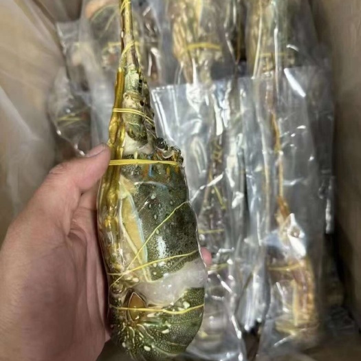 小青龙