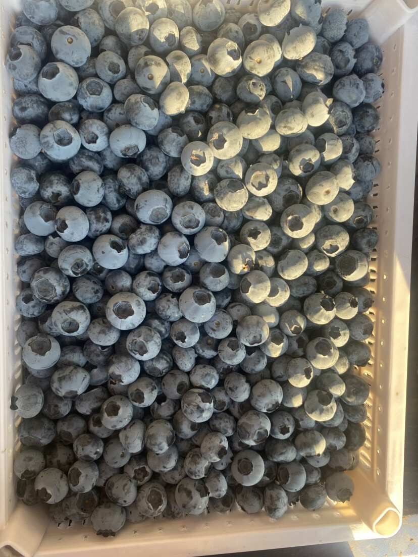 云南澄江撫仙湖F6藍(lán)莓鮮果，自家基地種植，品質(zhì)可以看到，