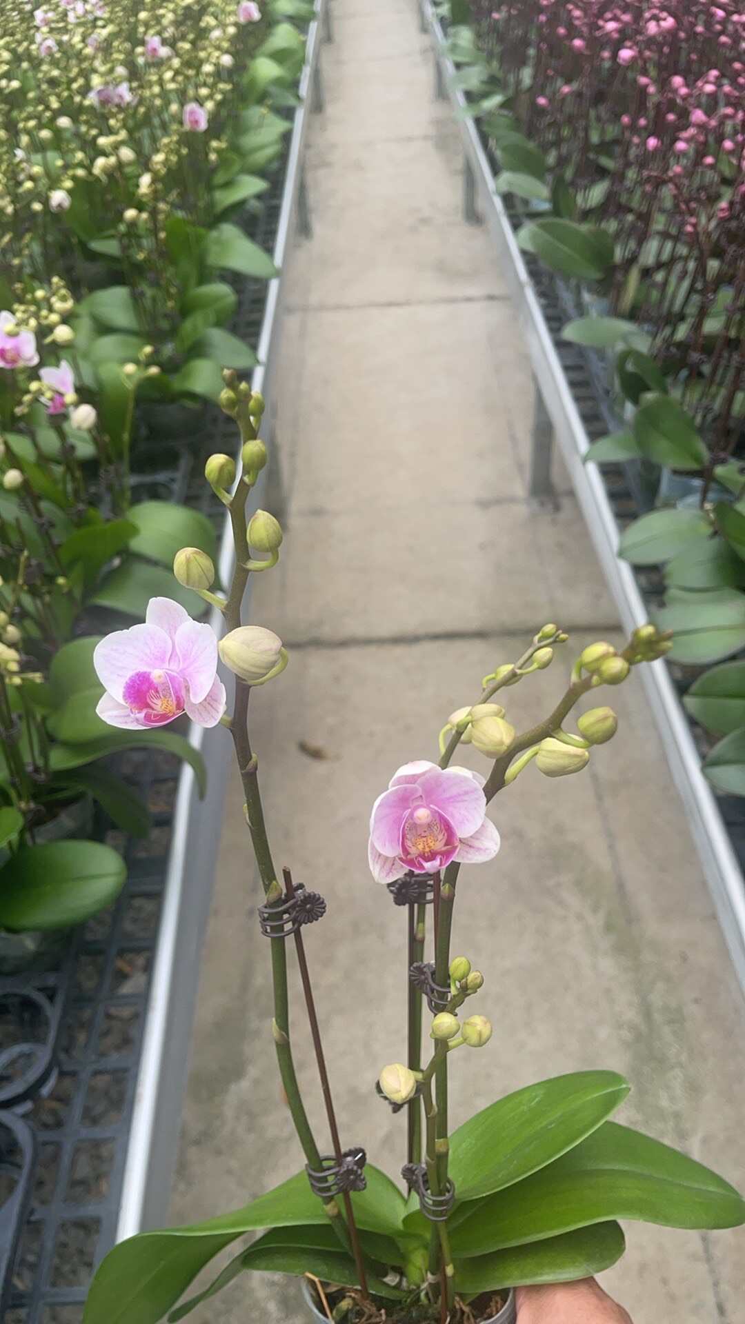 佛山蝴蝶兰基地批发