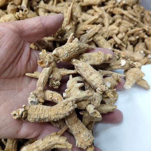 博罗县西洋参头