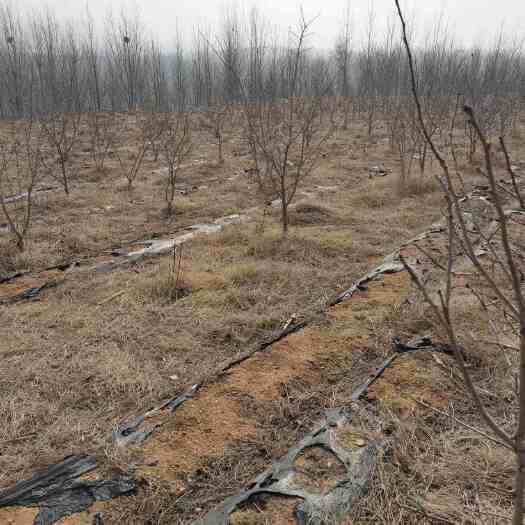 泰安3年生甜红子山楂树苗