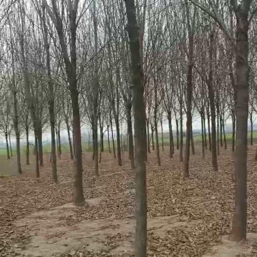 封丘县速生白腊二百多颗十五至十八公分处理了