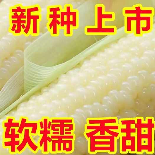 长沙甜加糯玉米