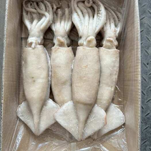 济南单冻鱿鱼，颜色鲜亮，大小均匀