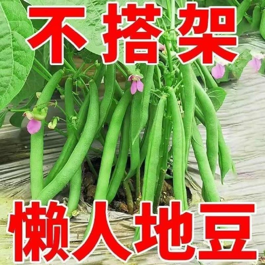 成都无架四季豆种子高产早熟无筋无丝无架地豆种子豆角种四季蔬菜种子
