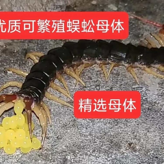 谷城县蜈蚣种苗 活体蜈蚣 湖北红头药用蜈蚣 可养殖种虫
