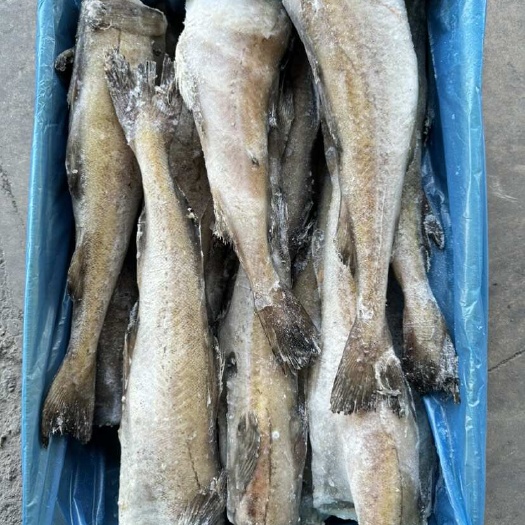 单冻鳕鱼，蒜瓣肉质，无刺，价格实惠