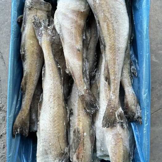 济南单冻鳕鱼，蒜瓣肉质，无刺，价格实惠