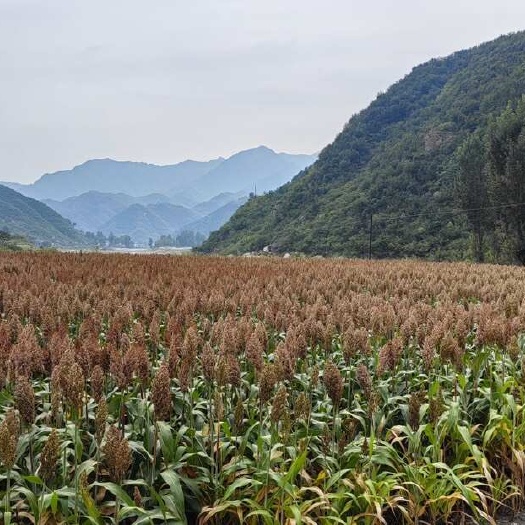 涿鹿县冀酿2号红高粱 米质优 粒饱满 农家种植 安全健康