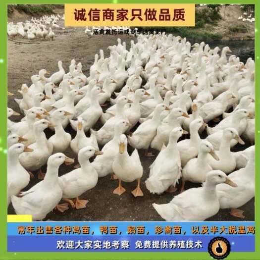 衡阳县樱桃谷鸭苗出壳疫苗到位出壳1日龄肉鸭苗45天出栏管运输成活