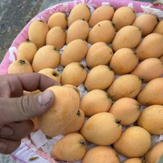 米易县新鲜早春枇杷枇杷正当季 新鲜采摘枇杷耐放