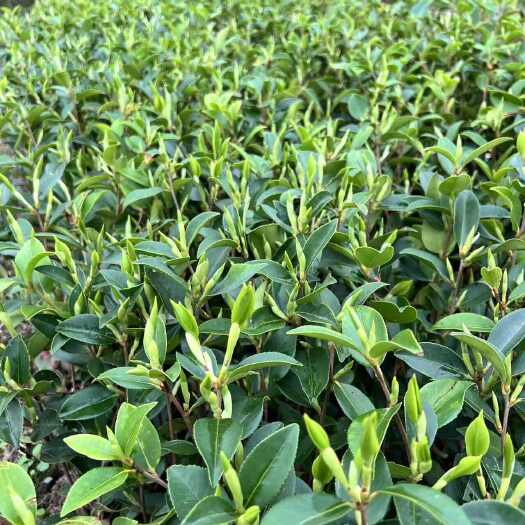 藤县岑溪软枝油茶3号嫁接苗，杯苗邮费到付，或者改价格发货