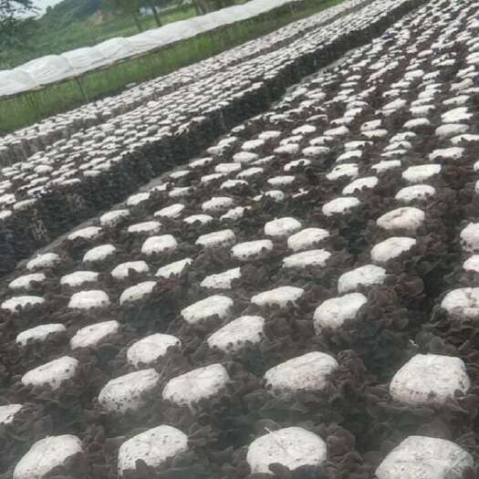 林口县东北特产黑木耳。品名大黑山。