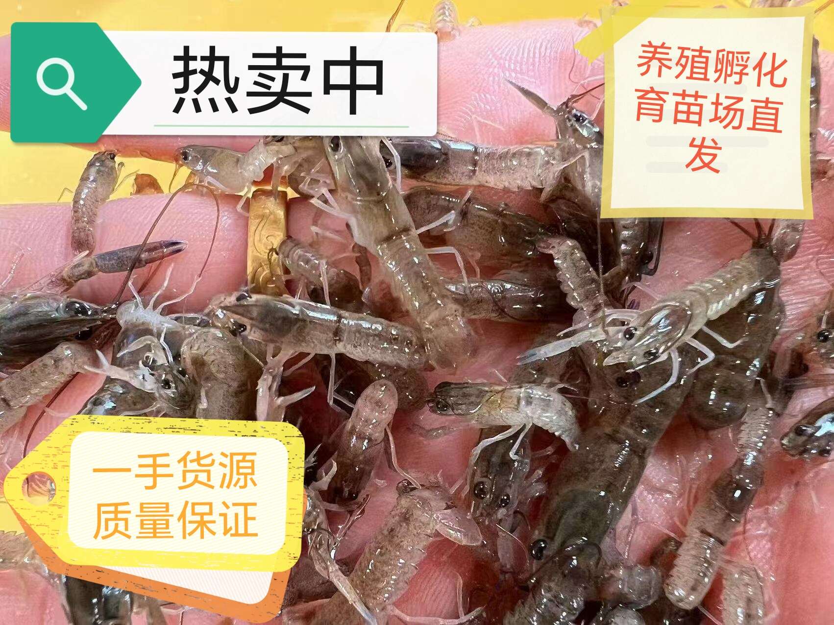 澳洲淡水蓝龙虾苗 龙虾苗 个体大成活率高 空运直达当天到货