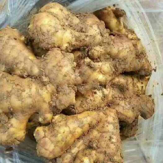 沂水县山东精品大黄姜大量上市，货源充足！