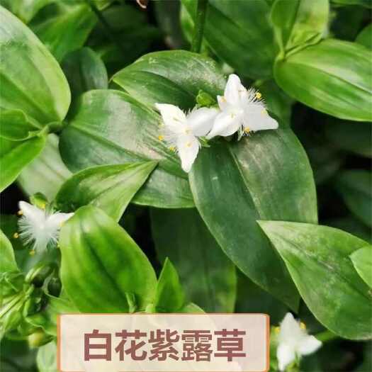 漳州青叶吊竹梅白玉吊兰枝条盆栽绿植庭院点缀别墅装饰阳台室内