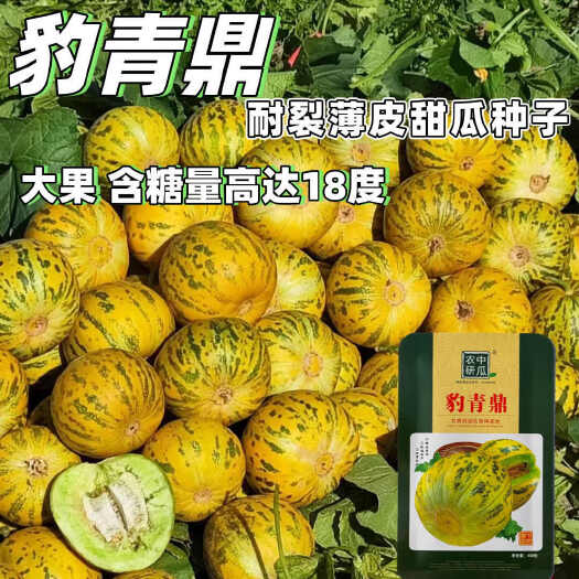 沭阳县豹青鼎甜瓜种子豹纹早熟抗病香瓜高产种籽八里香薄皮高糖花皮绿肉