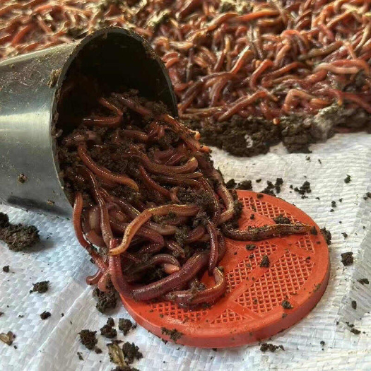 定州市河北保定定州新鲜禽畜肉蛋虫类蚯蚓直供优质食材当日发货