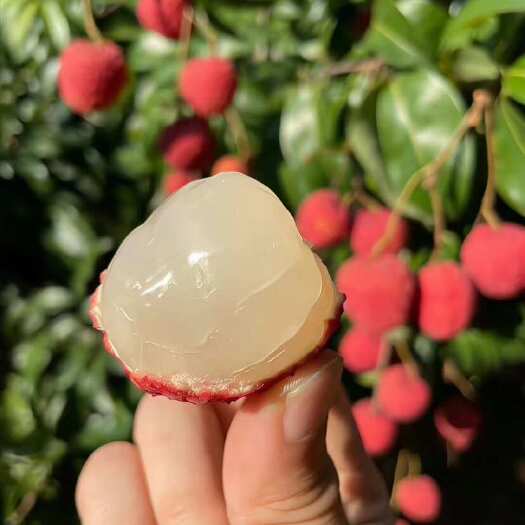 高州市广东茂名高州白糖罂荔枝新鲜精品15糖分有核果径1 5cm