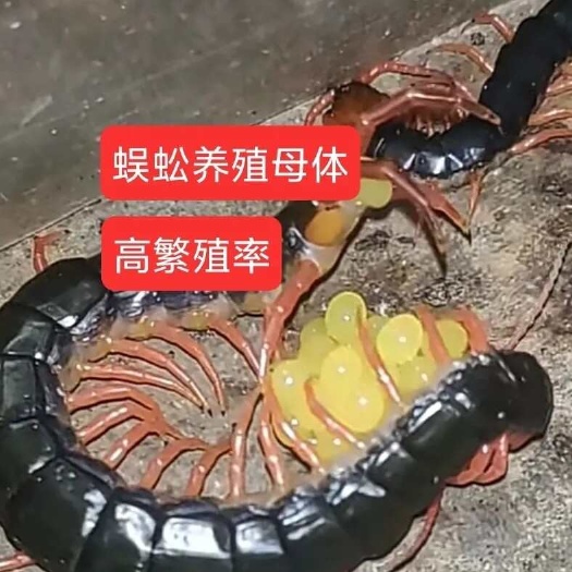 谷城县活体蜈蚣种虫 湖北红头蜈蚣 药用蜈蚣可养殖蜈蚣种苗