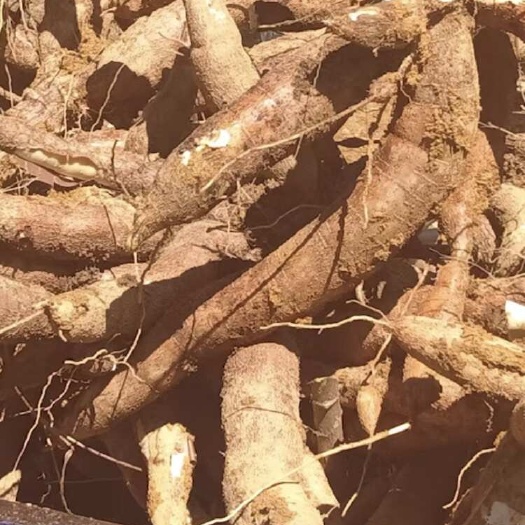 龙门县大量木薯出售（300多万斤）