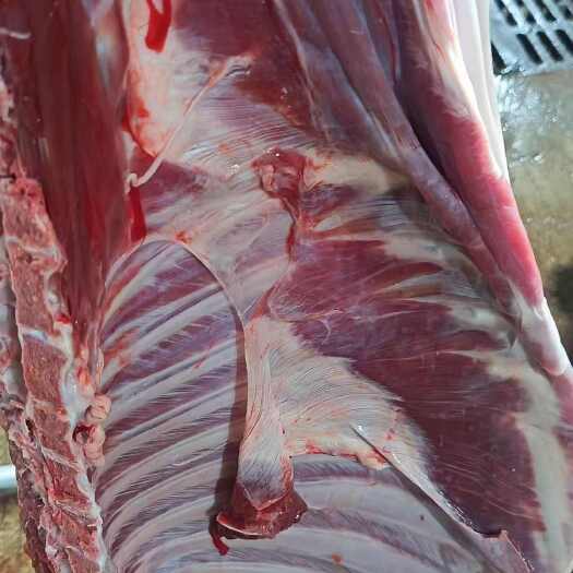 威宁县贵州跑山羊阉公羊肉