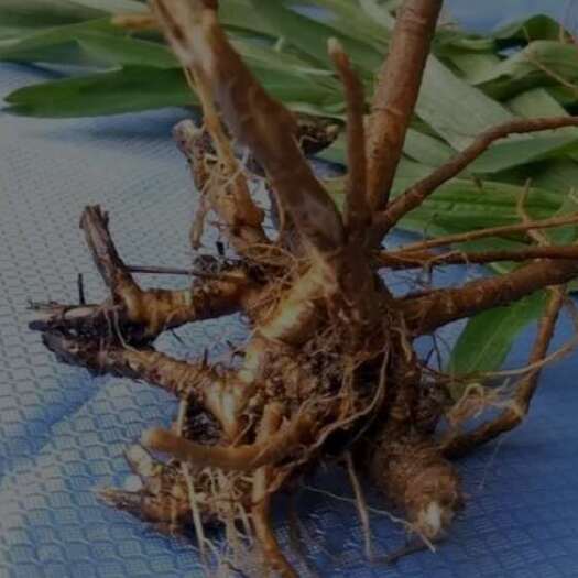 济南柴胡