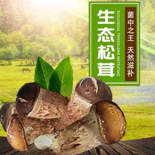 大兴安岭松茸鲜松茸新鲜松茸生态松茸人工松茸