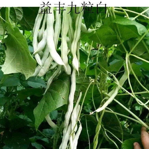 济南结的多九粒白种子-四季豆种子保护地露天都可以种植