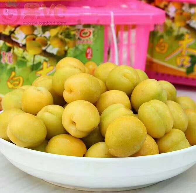 轮台小白杏
