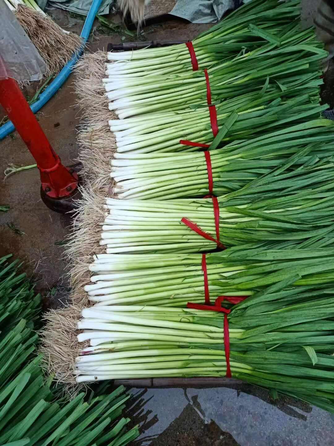 新鲜蒜苗直供源自山东临沂沂水县农家优质种植