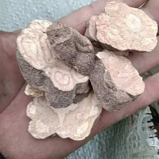 宜昌何首乌片