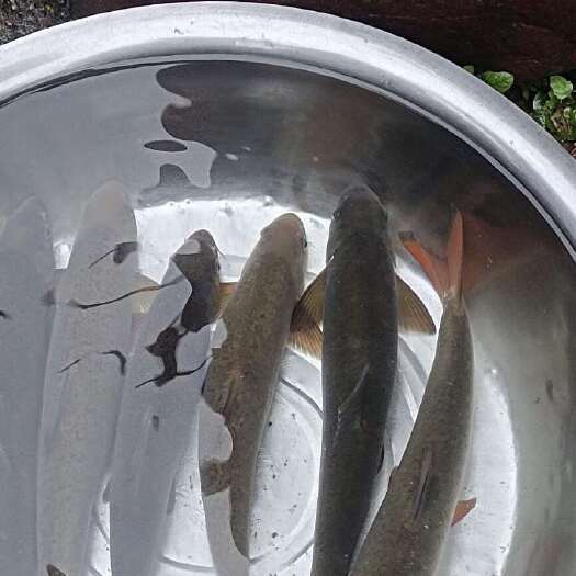 雅鱼，源自雅安的珍馐美味雅安山水灵秀之地孕育出雅鱼地理标珍品