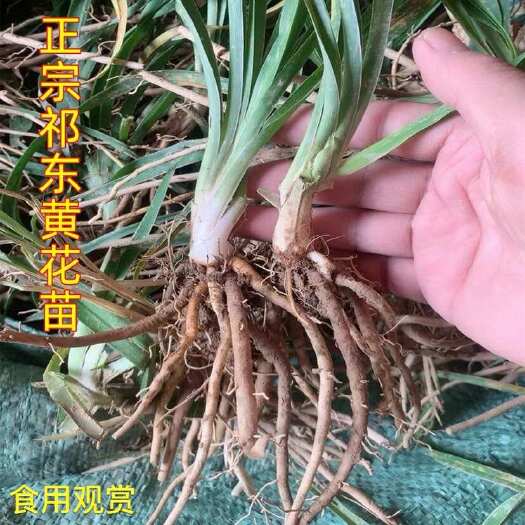 长沙黄花菜种苗祁东县黄花菜根苗多年生易种植食用观赏黄花菜
